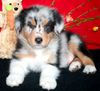 Australian Shepherd Hund