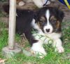 Australian Shepherd Hund