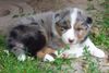 Australian Shepherd Hund