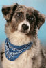 Australian Shepherd Hund