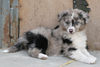 Australian Shepherd Hund