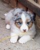 Australian Shepherd Hund