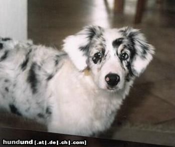 Australian Shepherd