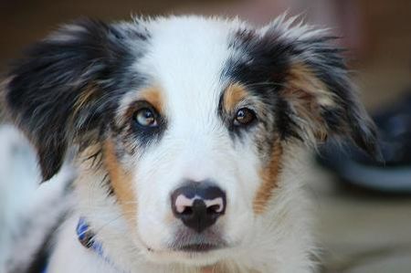 Australian Shepherd Sam 4 Monate alt