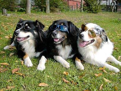 Australian Shepherd Sunshine-Aussies