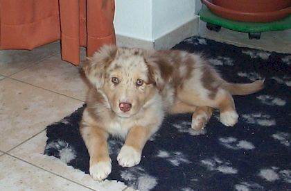 Australian Shepherd Amberlands Shadow of Rainwood