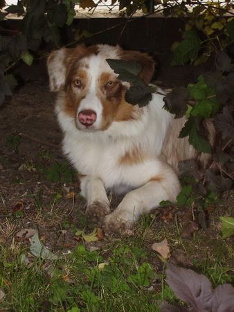 Australian Shepherd Socke