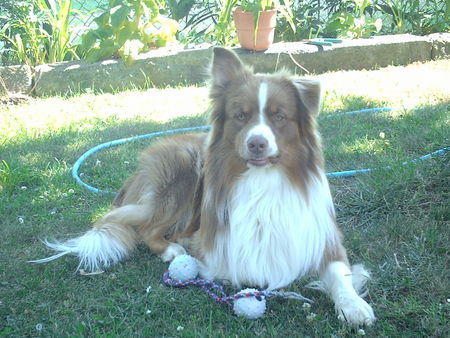 Australian Shepherd sunni the king!