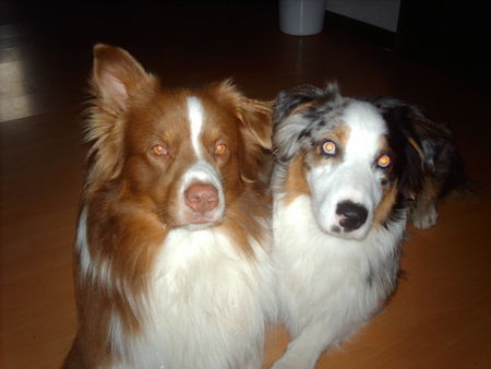 Australian Shepherd unsere beiden jungs!