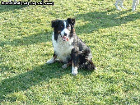 Australian Shepherd Danny