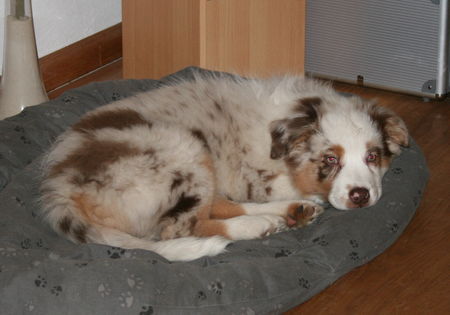 Australian Shepherd Teagan 11 Wochen alt