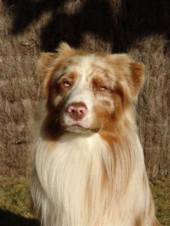 Australian Shepherd Mabye 