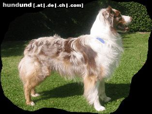 Australian Shepherd Absolutly Magic Archimedes