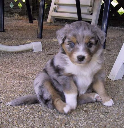 Australian Shepherd Belle Kanji from Black Boy Country