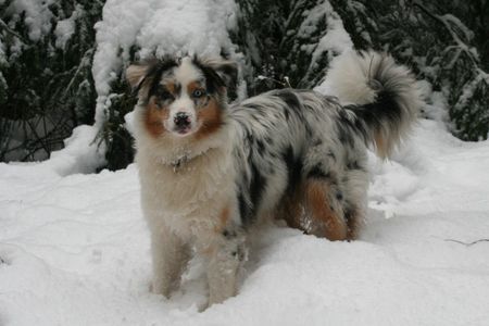 Australian Shepherd Der erste Schnee