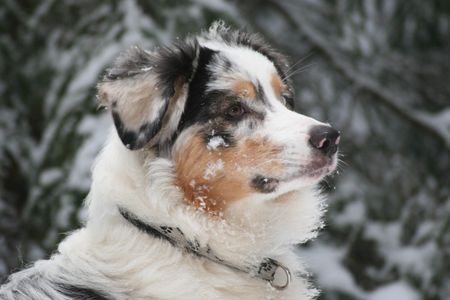 Australian Shepherd Yuma