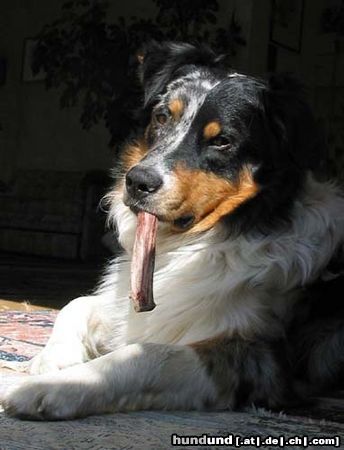 Australian Shepherd Askook vom Wooly Lamahof