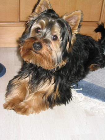 Australian Silky Terrier Silky Rüde Cinderellas Benny