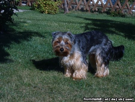 Australian Silky Terrier Cindy