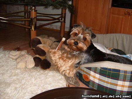 Australian Silky Terrier Cindy - 