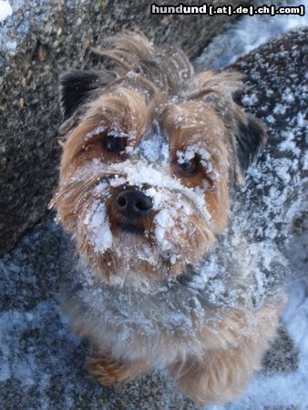 Australian Silky Terrier Cindy der 