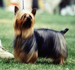 Australian Silky Terrier