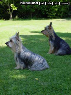 Australian Silky Terrier Yessi und Frances v. d. Groov