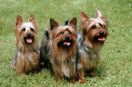 Australian Silky Terrier Akira, Ronja und Bonaparte