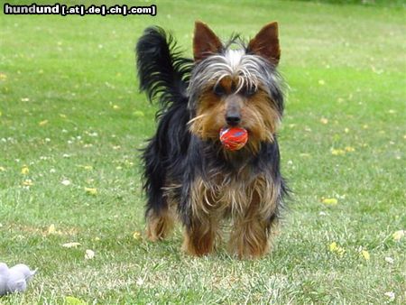 Australian Silky Terrier Tinka von der Groov