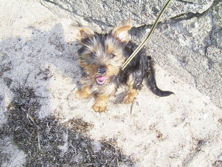 Australian Silky Terrier Silky Mädchen Ayla(3Mon.) nach dem buddeln am Strand