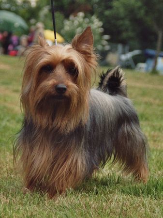 Australian Silky Terrier Akira, Ronja und Bonaparte