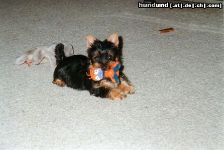 Australian Silky Terrier Buffy of Danubian Channel