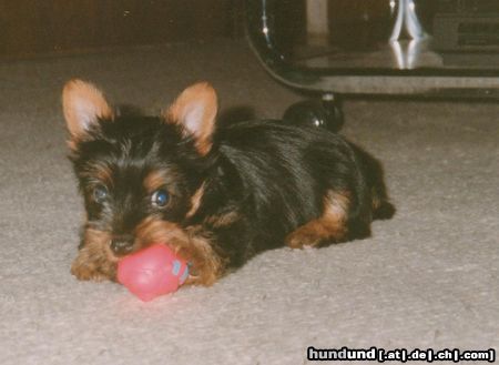 Australian Silky Terrier Buffy of Danubian Channel