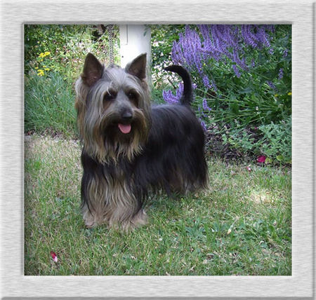 Australian Silky Terrier Carabea of Silky`s Dream