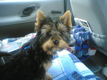 Australian Silky Terrier