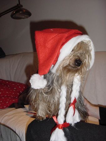 Australian Silky Terrier Mein Weihnachtsengerl