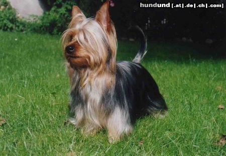 Australian Silky Terrier Silky Terrier Rüde (Arctic Blue of Red Island)