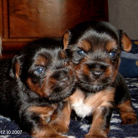 Australian Silky Terrier Einstein und Eros von Eigen-Brdt