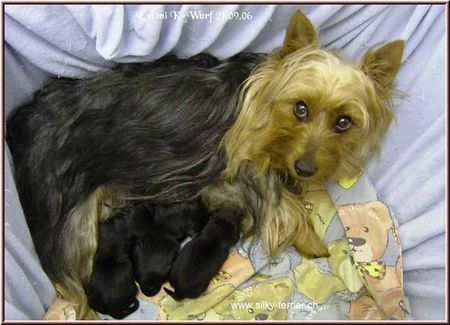 Australian Silky Terrier Highland's Special Evita mit K-Wurf