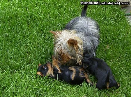 Australian Silky Terrier Evi mit Welpen