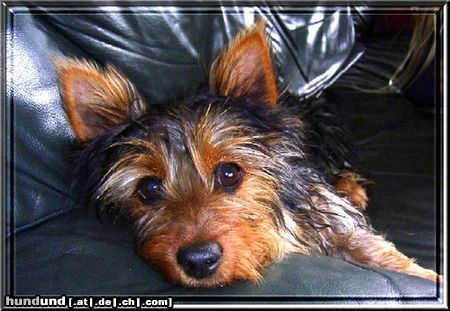 Australian Silky Terrier Evi 5 Mt.