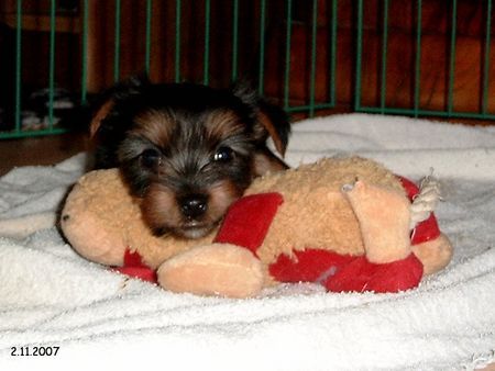 Australian Silky Terrier Evita von Eigen-Brdt