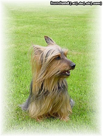 Australian Silky Terrier Frances v.d.Groov