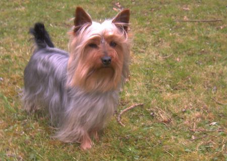 Australian Silky Terrier Sundays Spike vom Hoffmannseck (Silky-Rüde) ist ein lebhafter Silky-Rüde, der in Wiefelstede, bei einer 5-köpfigen Familie wohnt. Er ist ein superdupermegatoller Hund (Zitat: Herrchen Hanno) :-D :-)