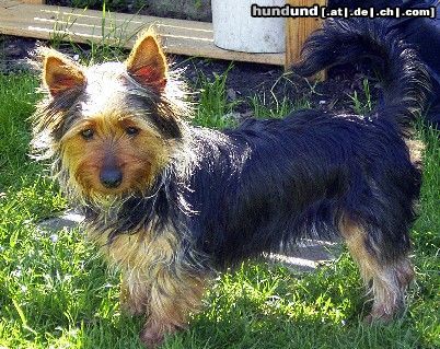 Australian Silky Terrier ich bin Gina 7 mt. alt