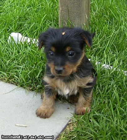 Australian Silky Terrier