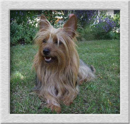 Australian Silky Terrier Balaringji of Silky`s Dream