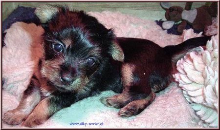 Australian Silky Terrier Silkywelpe mit 4 Monaten