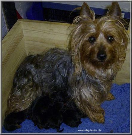 Australian Silky Terrier Gina mit unserem L-Wurf