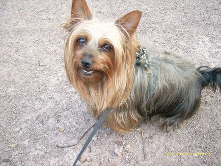 Australian Silky Terrier Mädy (Lissy vom Grauen Strom)